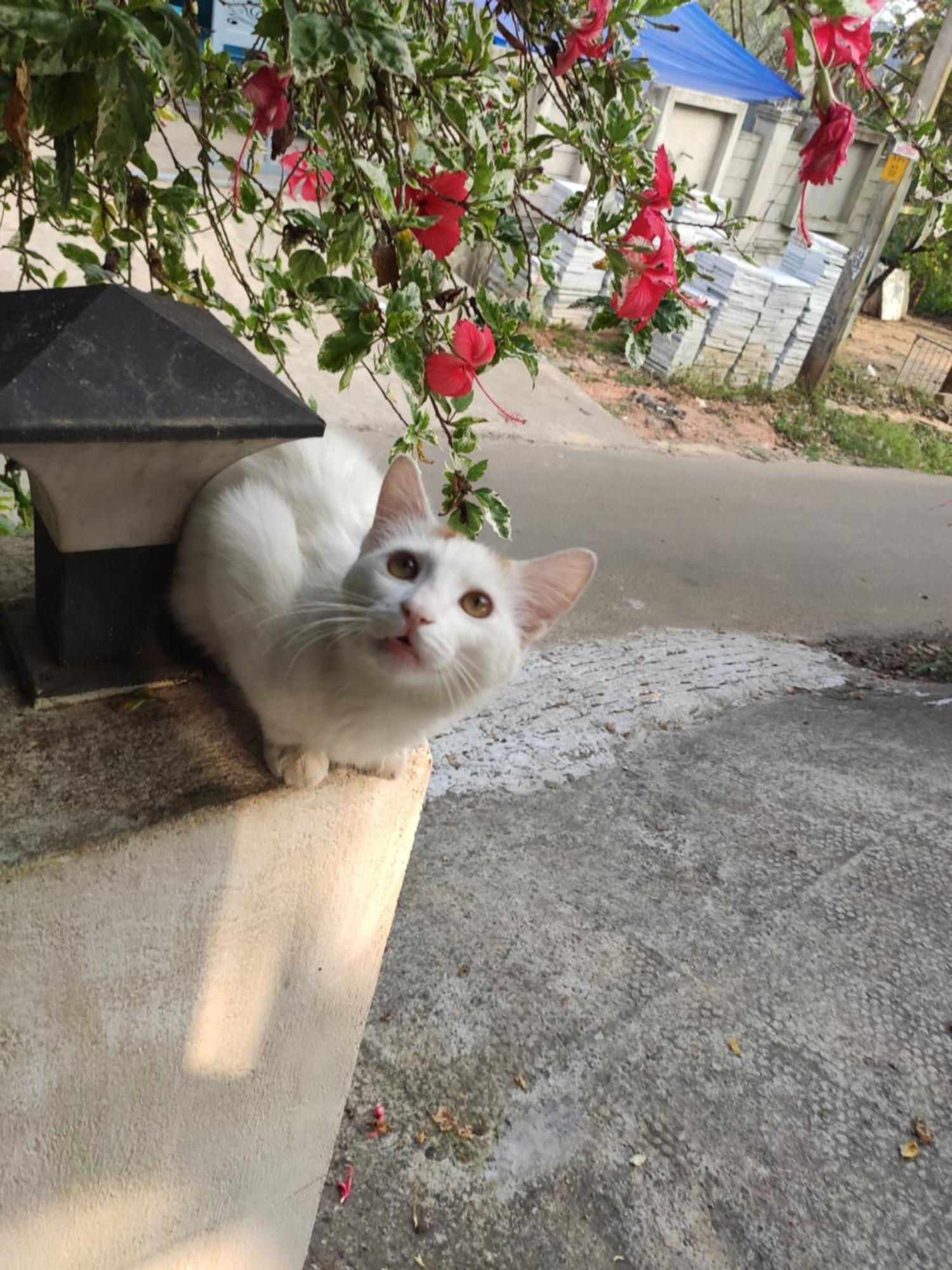 Soly'S Villa Homestay Munnar Dış mekan fotoğraf